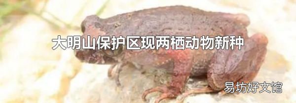 大明山保护区现两栖动物新种