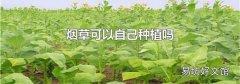 烟草可以自己种植吗