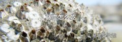 藤壶怎么吃