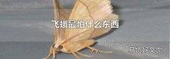飞蛾最怕什么东西