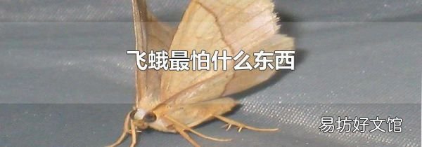飞蛾最怕什么东西
