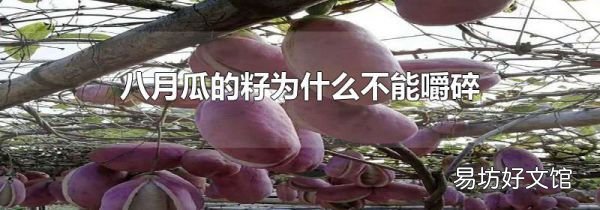 八月瓜的籽为什么不能嚼碎