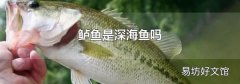 鲈鱼是深海鱼吗