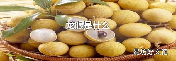龙眼是什么
