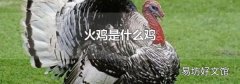 火鸡是什么鸡