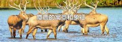 麋鹿的寓意和象征