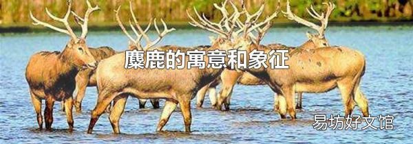 麋鹿的寓意和象征
