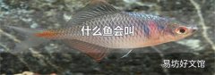 什么鱼会叫
