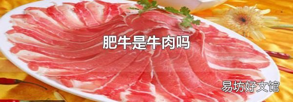 肥牛是牛肉吗