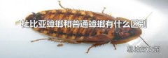 杜比亚蟑螂和普通蟑螂有什么区别