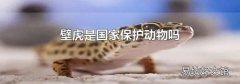 壁虎是国家保护动物吗