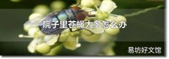 院子里苍蝇太多怎么办
