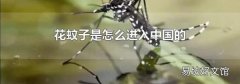 花蚊子是怎么进入中国的