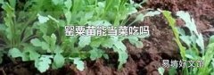 罂粟苗能当菜吃吗