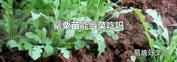 罂粟苗能当菜吃吗