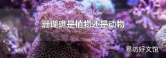 珊瑚礁是植物还是动物