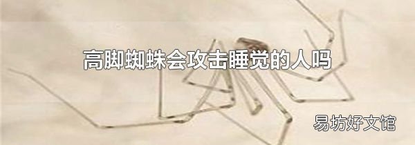 高脚蜘蛛会攻击睡觉的人吗