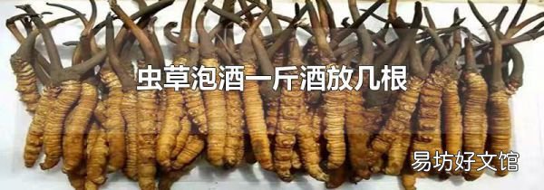 虫草泡酒一斤酒放几根