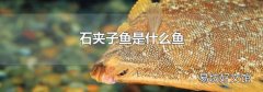 石夹子鱼是什么鱼