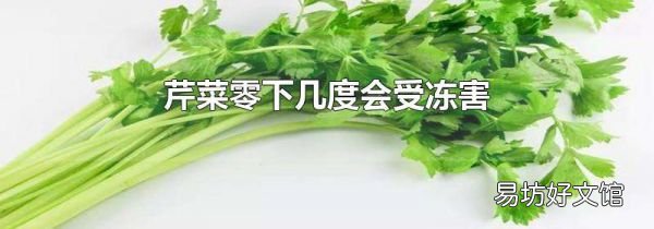芹菜零下几度会受冻害