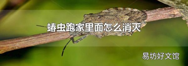 蝽虫跑家里面怎么消灭