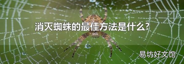 消灭蜘蛛的最佳方法是什么?