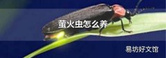 萤火虫怎么养