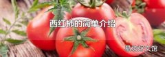 西红柿的简单介绍
