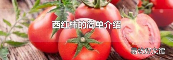 西红柿的简单介绍
