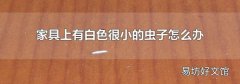 家具上有白色很小的虫子怎么办