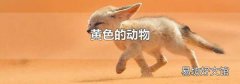 黄色的动物
