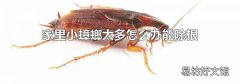 家里小蟑螂太多怎么办能除根