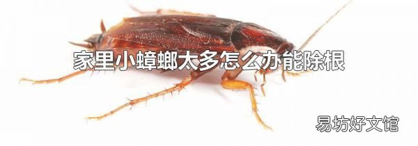 家里小蟑螂太多怎么办能除根