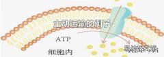 主动运输的例子