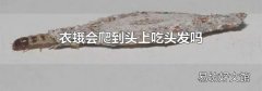 衣蛾会爬到头上吃头发吗