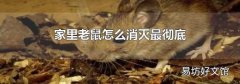家里老鼠怎么消灭最彻底