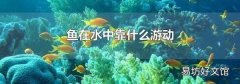 鱼在水中靠什么游动
