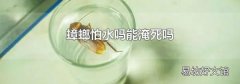 蟑螂怕水吗能淹死吗