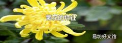 菊花的特征