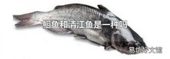 鮰鱼和清江鱼是一种吗