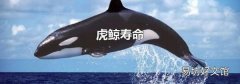虎鲸寿命