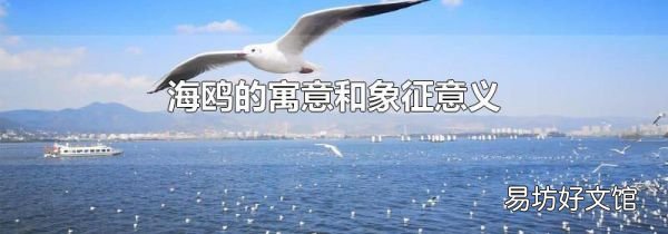 海鸥的寓意和象征意义