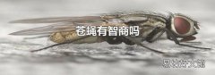 苍蝇有智商吗