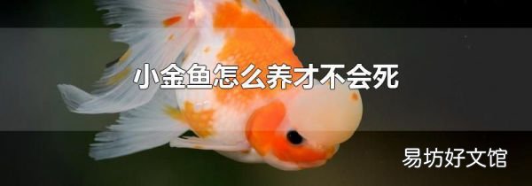 小金鱼怎么养才不会死