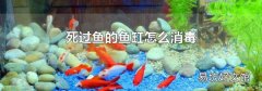 死过鱼的鱼缸怎么消毒