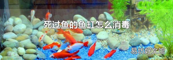 死过鱼的鱼缸怎么消毒