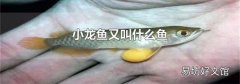 小龙鱼又叫什么鱼