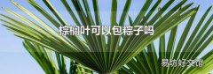 棕榈叶可以包粽子吗