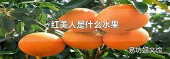 红美人是什么水果
