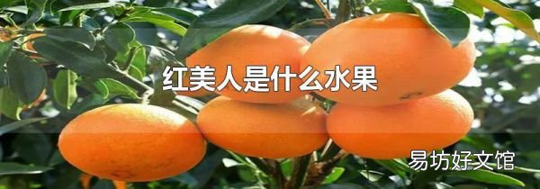 红美人是什么水果